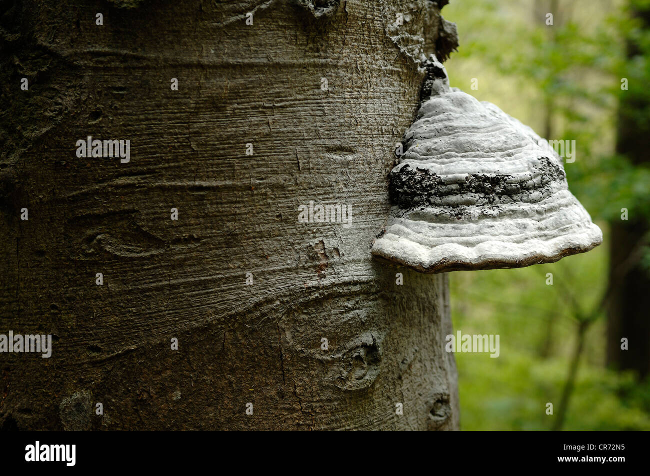 Tinder fungo, zoccolo fungo, Tinder Conk, Tinder Polypore o uomo di ghiaccio Fungo (Fomes fomentarius) su un tronco di faggio (Fagus) Foto Stock
