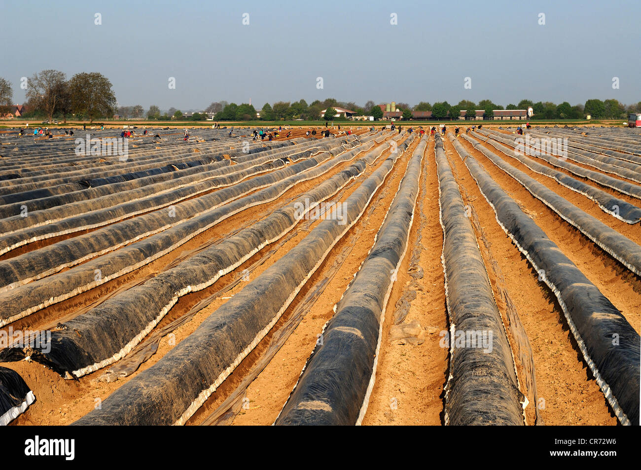 Campi di asparagi coperto con un foglio di alluminio, dietro i lavoratori polacchi la raccolta di asparagi, Riegel am Kaiserstuhl Baden-Wuerttemberg Foto Stock