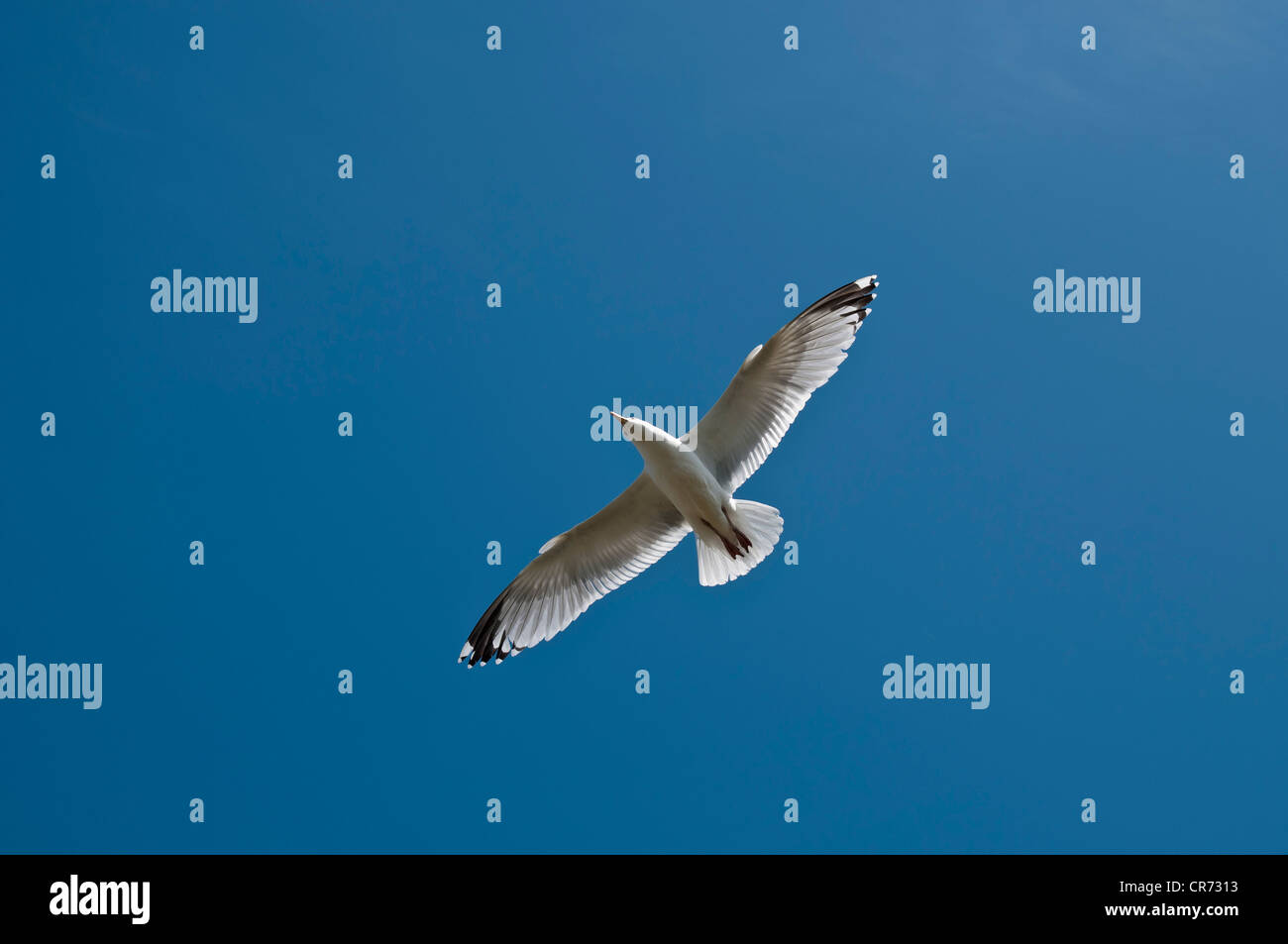 Gabbiano comune in volo con cielo blu sullo sfondo Foto Stock