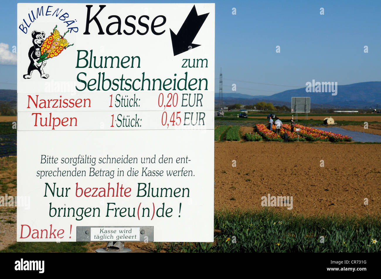 Grande pubblicità segno "Blumen zum Selbstschneiden' o fiori per auto-taglio, nel back people picking tulipani, Endingen Foto Stock