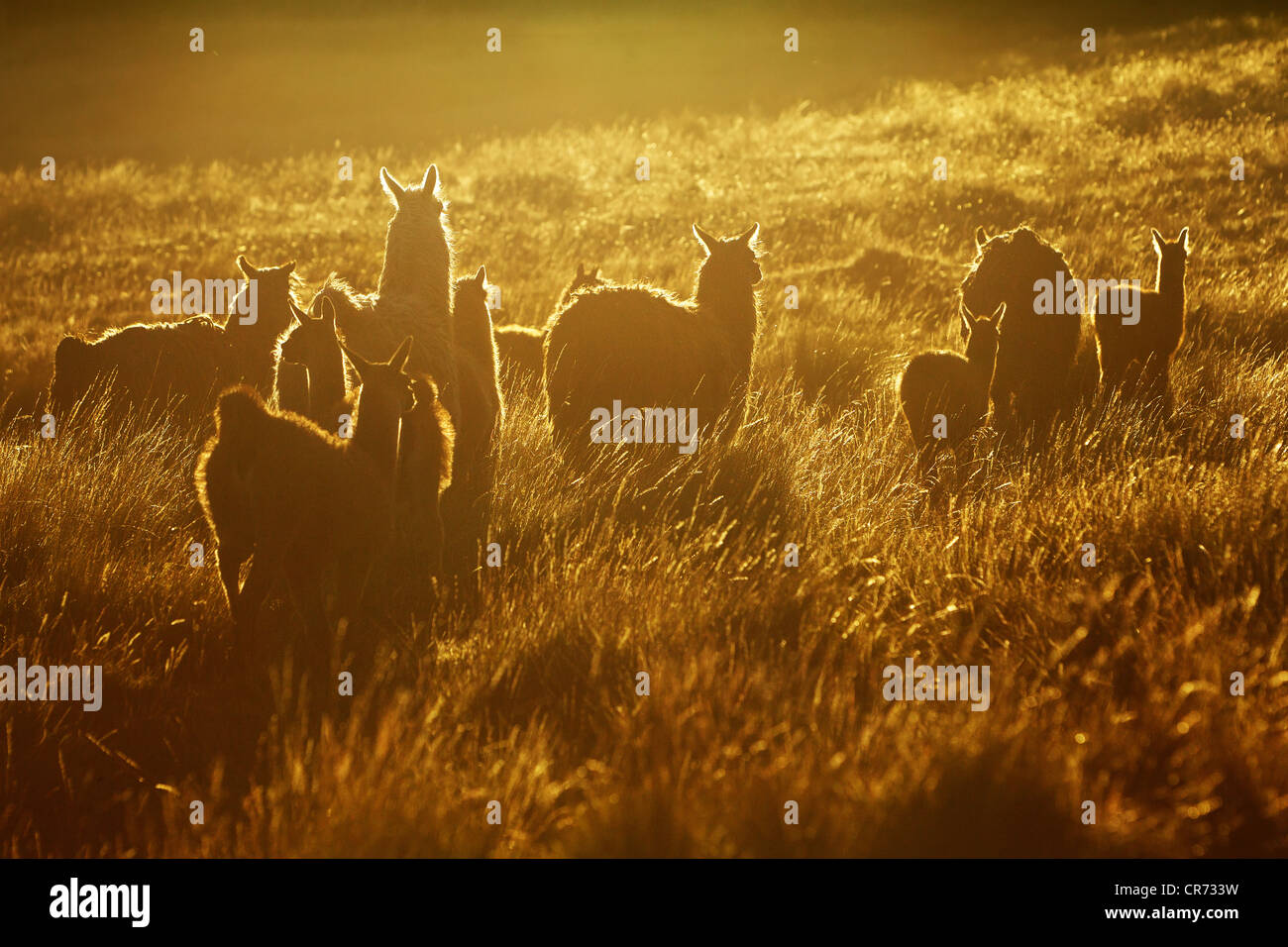 Sentito parlare della lama nelle Ande ecuadoriane Contre Jour leggermente ritoccate In Ps per più impatto visivo convertito da materie Foto Stock