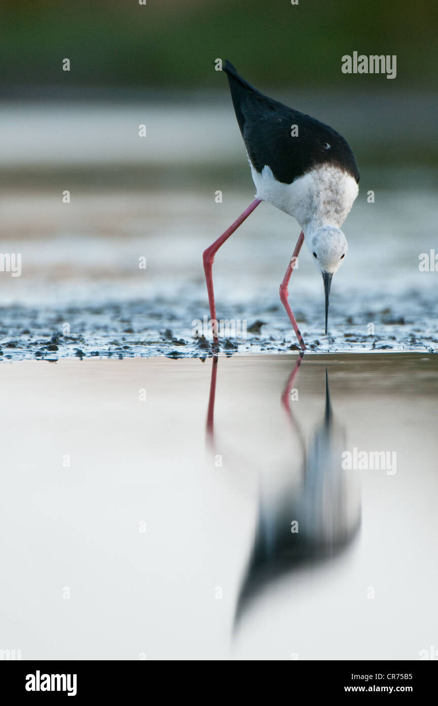 Francia, Morbihan, Ceylon stilt (Himantopus himantopus) Foto Stock