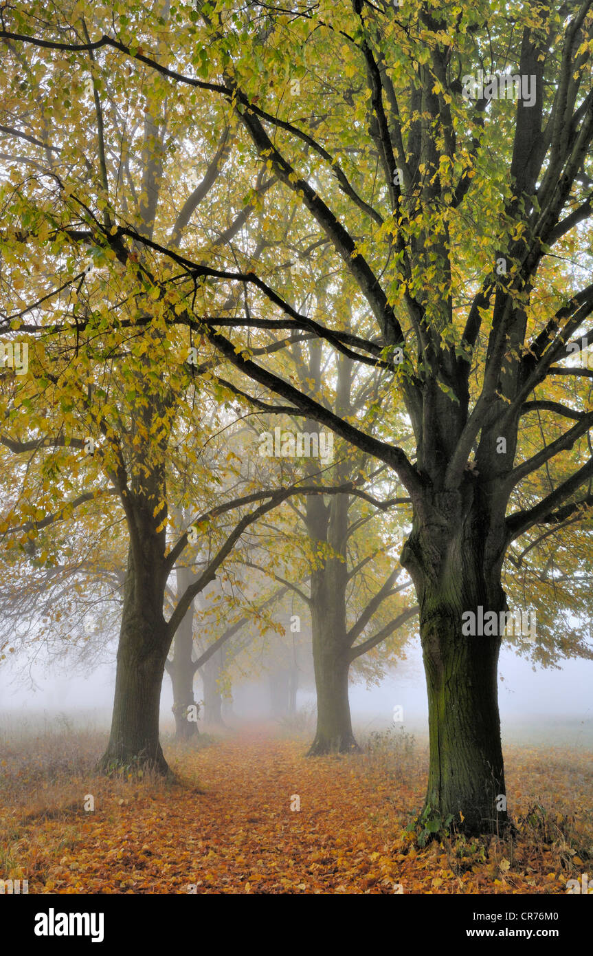 Grandi lasciava tiglio (Tilia platyphyllos), viale alberato in autunno Foto Stock