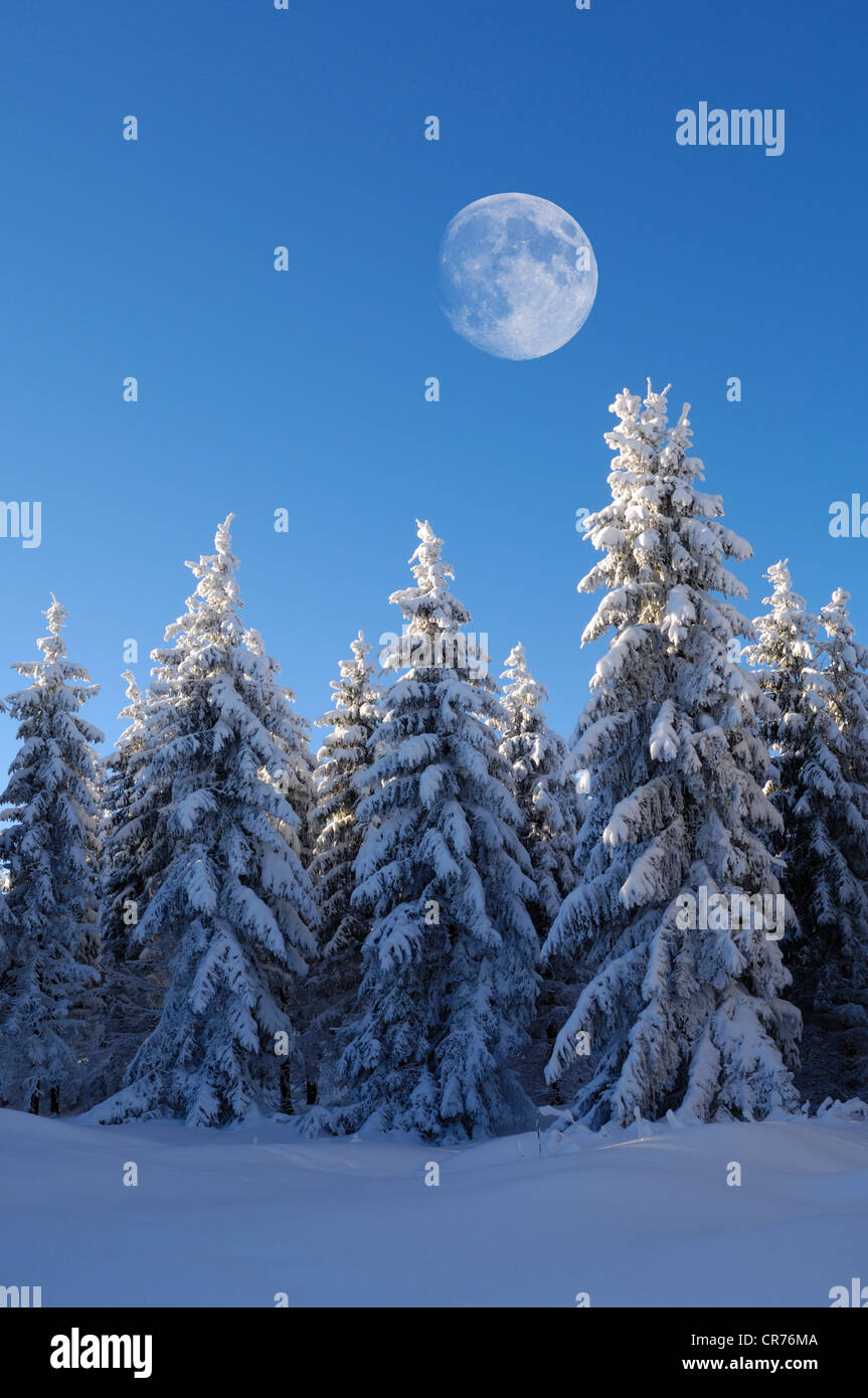 Luna Europei di abete bianco (Abies alba) nel gelo e neve, Schauinsland Mountain, Foresta Nera, Baden-Wuerttemberg Foto Stock