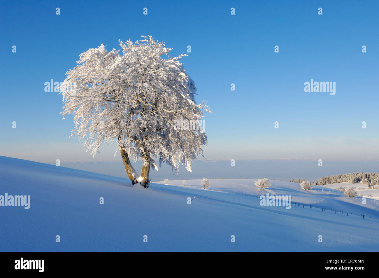 Europea di faggio (Fagus sylvatica) con il gelo e la neve, sulla montagna Schauinsland, Foresta Nera, Baden-Wuerttemberg Foto Stock