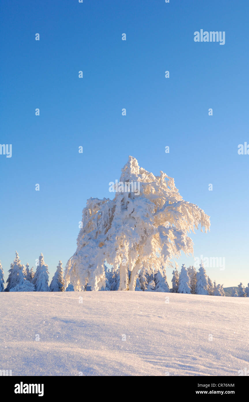 Europea di faggio (Fagus sylvatica) nella neve, Foresta Nera, Baden-Wuerttemberg, Germania, Europa Foto Stock
