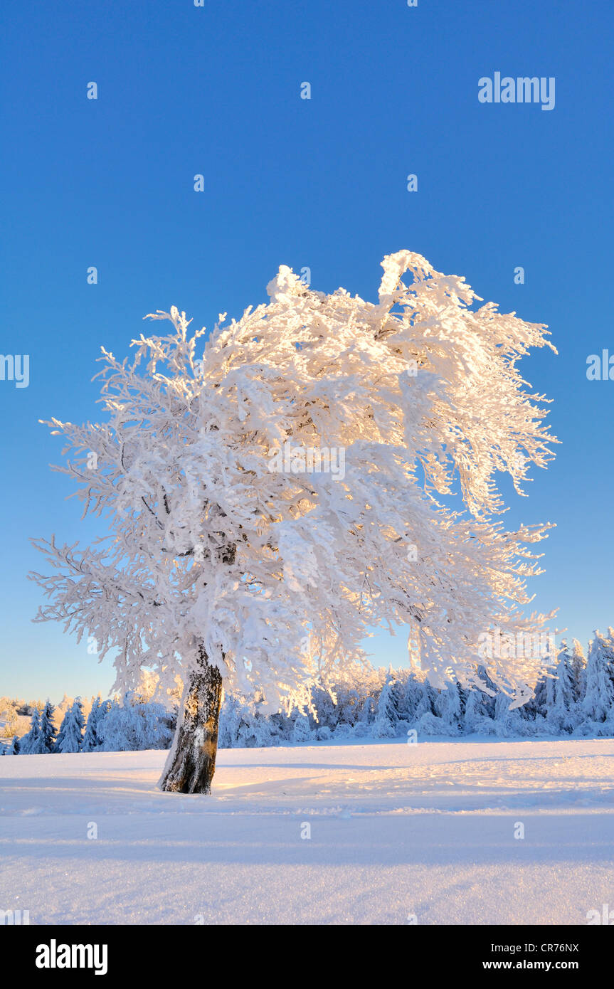 Europea di faggio (Fagus sylvatica) nella neve, Foresta Nera, Baden-Wuerttemberg, Germania, Europa Foto Stock