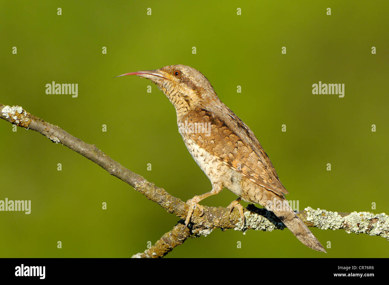 Spasmodico (Jynx torquilla) spuntavano lingua Foto Stock