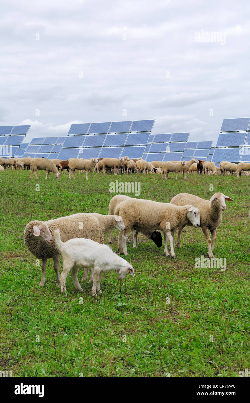 Pecore nella parte anteriore di un sistema fotovoltaico Foto Stock