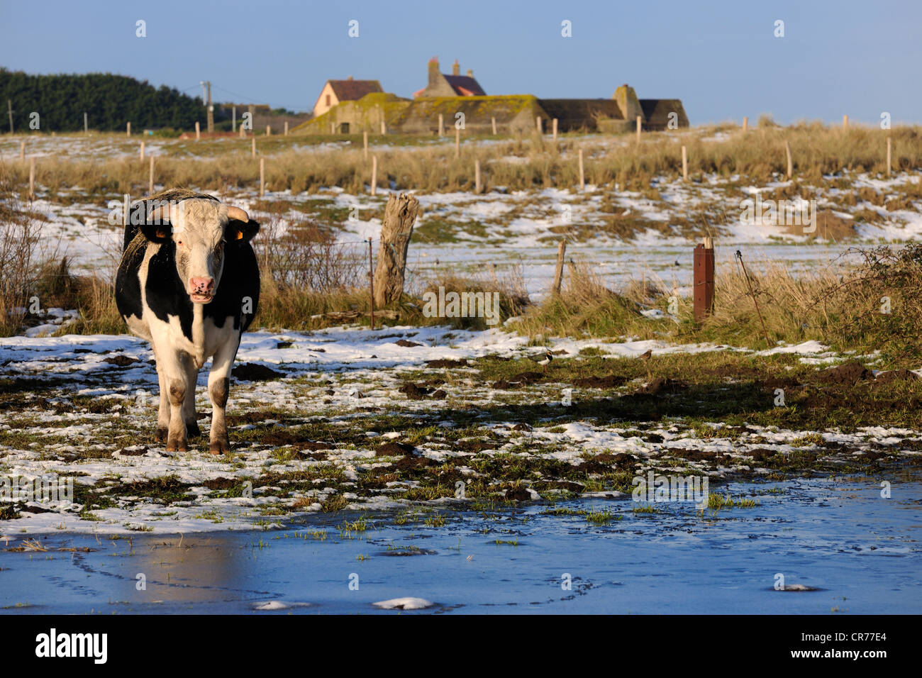 Francia, Manche, Cotentin, vacche lungo le dune di Utah Beach dove ha avuto luogo la principale sbarco americano del giorno d Foto Stock