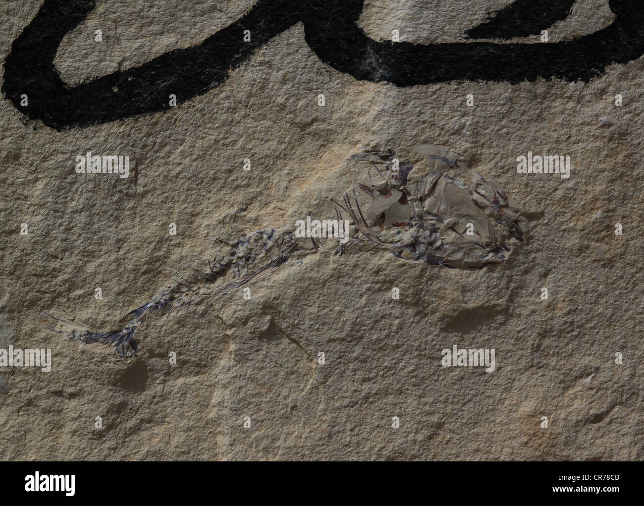 Uno scheletro completo di un piccolo fossili preistorici maggiore ray-alettato (pesci Teleostei), che si trova nel deserto orientale della Giordania. Foto Stock