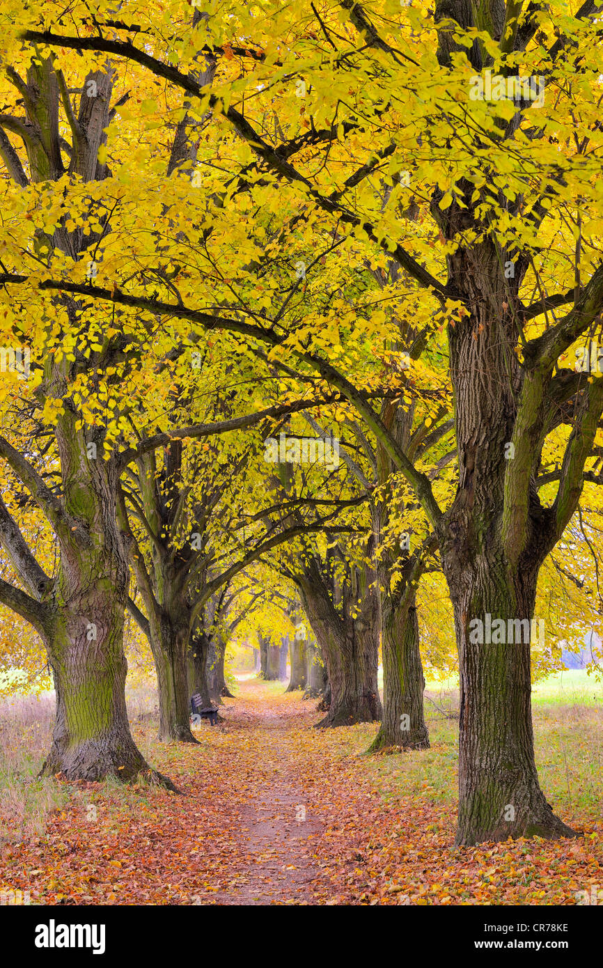 Poplar Avenue con il percorso in autunno, pioppo nero (Populus nigra), bassa Franconia, Franconia, Baviera, Germania, Europa Foto Stock