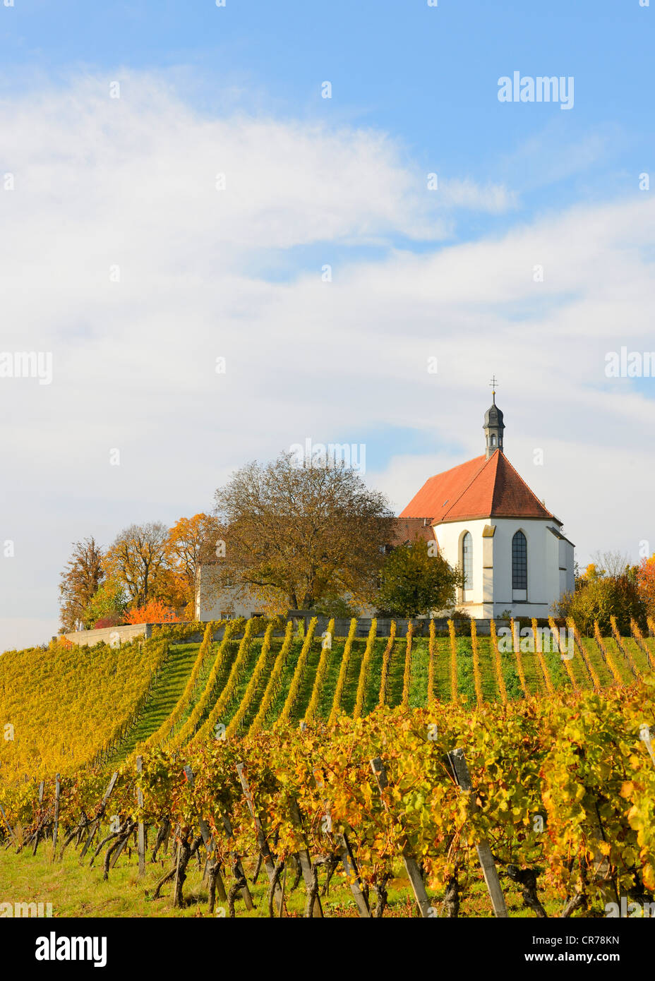 Chiesa, vigneto, Vogelburg, Volkach, fiume principale loop, bassa Franconia, Franconia, Baviera, Germania, Europa Foto Stock