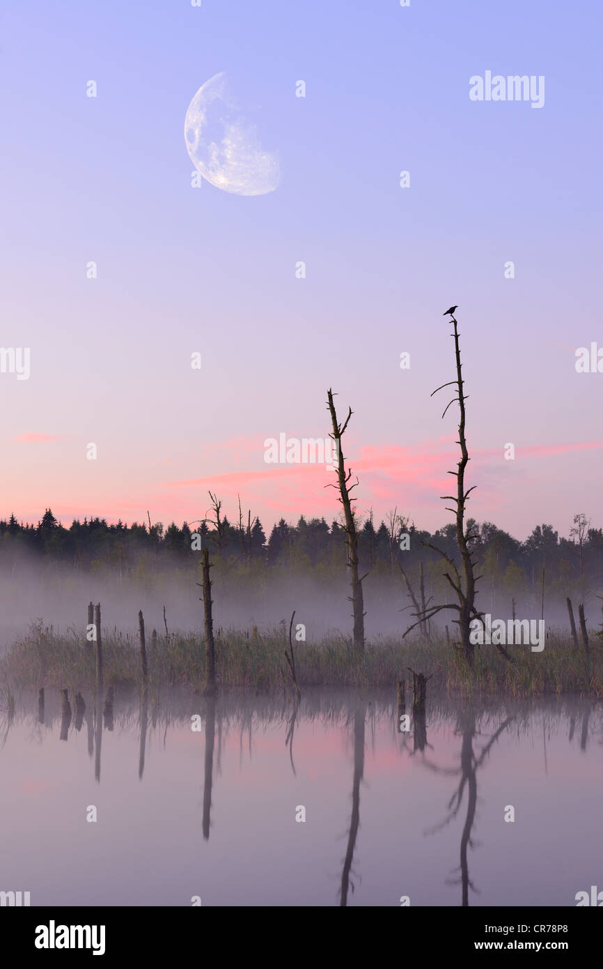 Schwenninger Moos Riserva Naturale, la sorgente del fiume Neckar, Villingen-Schwenningen, Foresta Nera, Baden-Wuerttemberg Foto Stock