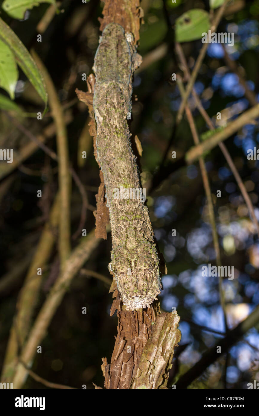 Oustalet o gigante malgascio Chameleon (Furcifer oustaleti), Ranomafana National Park, Madagascar Foto Stock