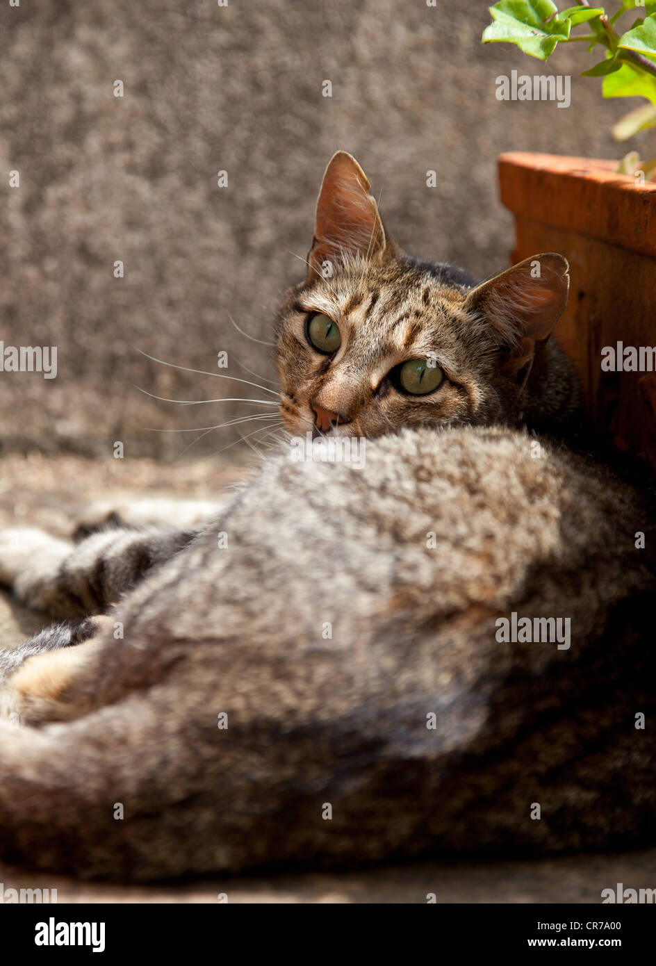 Una casa singola cat sdraiati al sole. Foto Stock