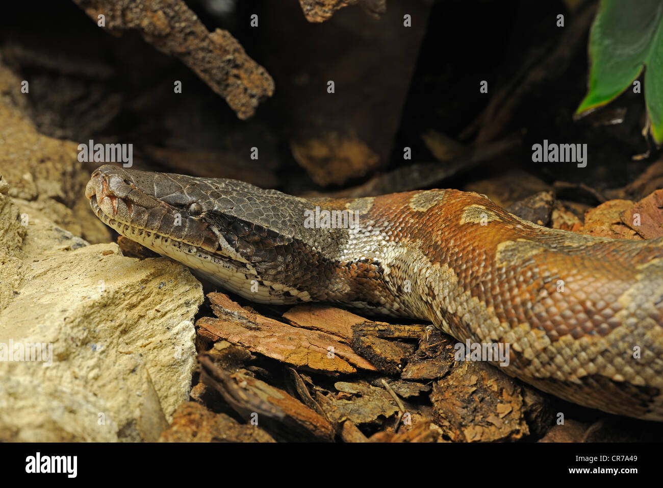 Breve, python python di sangue, corto-tailed python, sangue nero python, Sumatra corto-tailed python, sangue di Sumatra (Python Python Foto Stock