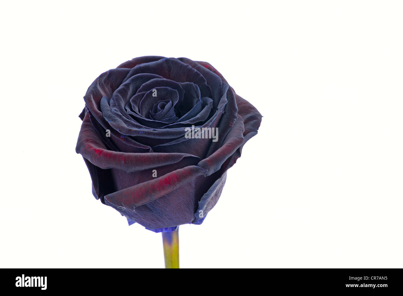 Rosa nera immagini e fotografie stock ad alta risoluzione - Alamy