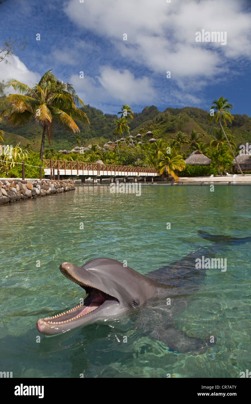 Francia, Polinesia francese, la società arcipelago, isole Windward, Moorea, Intercontinental Hotel, i delfini marina Foto Stock