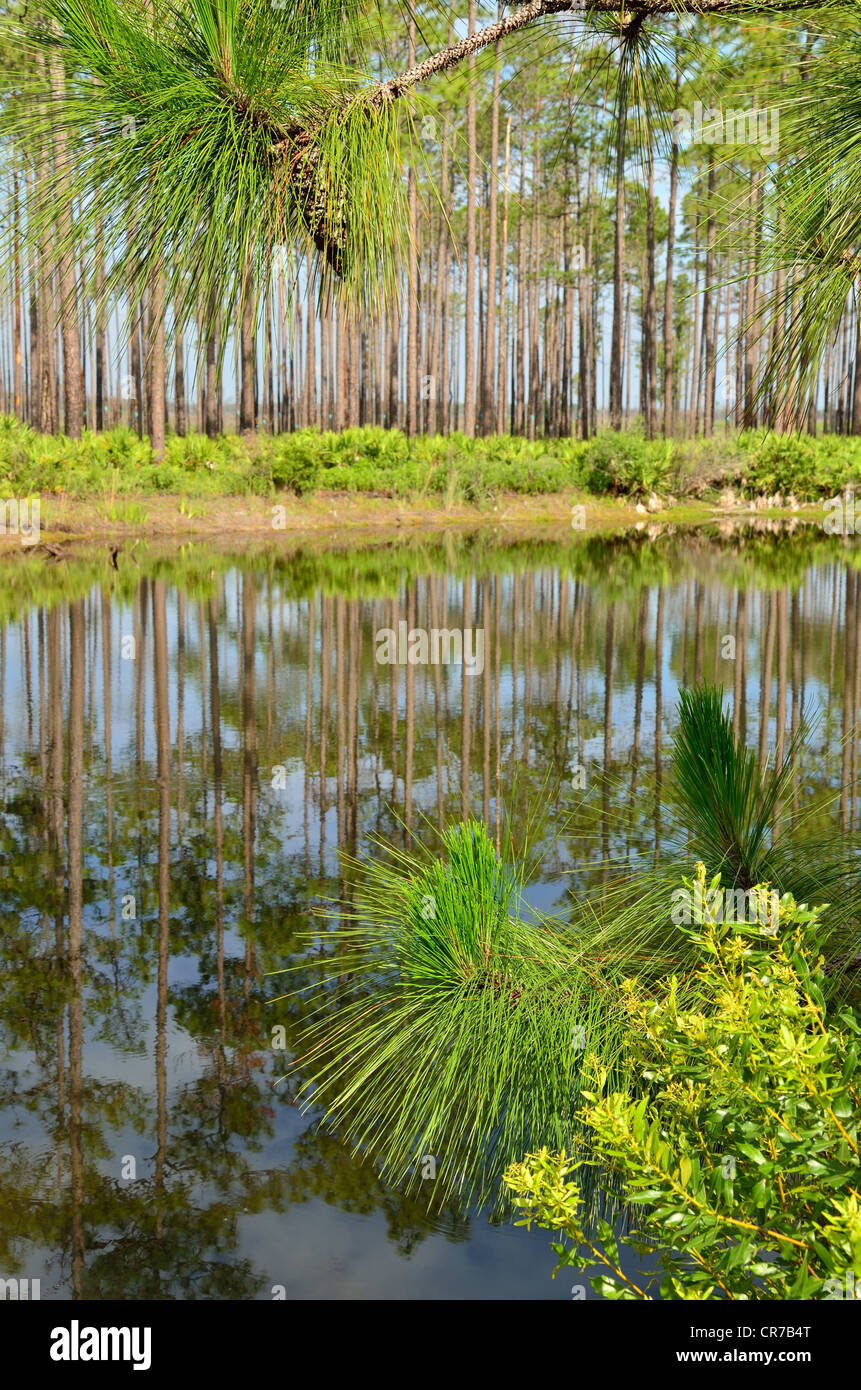 Lo stagno su Swamp Island Drive a Okefenokee National Wildlife Refuge preferito è un meta turistica per vedere gli uccelli e alligatori. Foto Stock