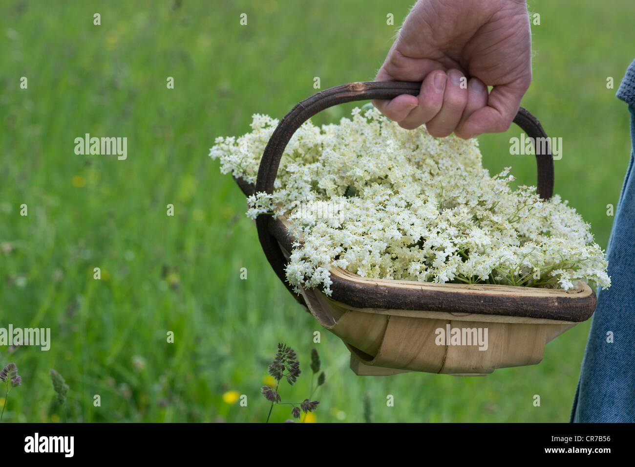 Sambucus nigra. Foraged elderflowers in un cestello di legno Foto Stock