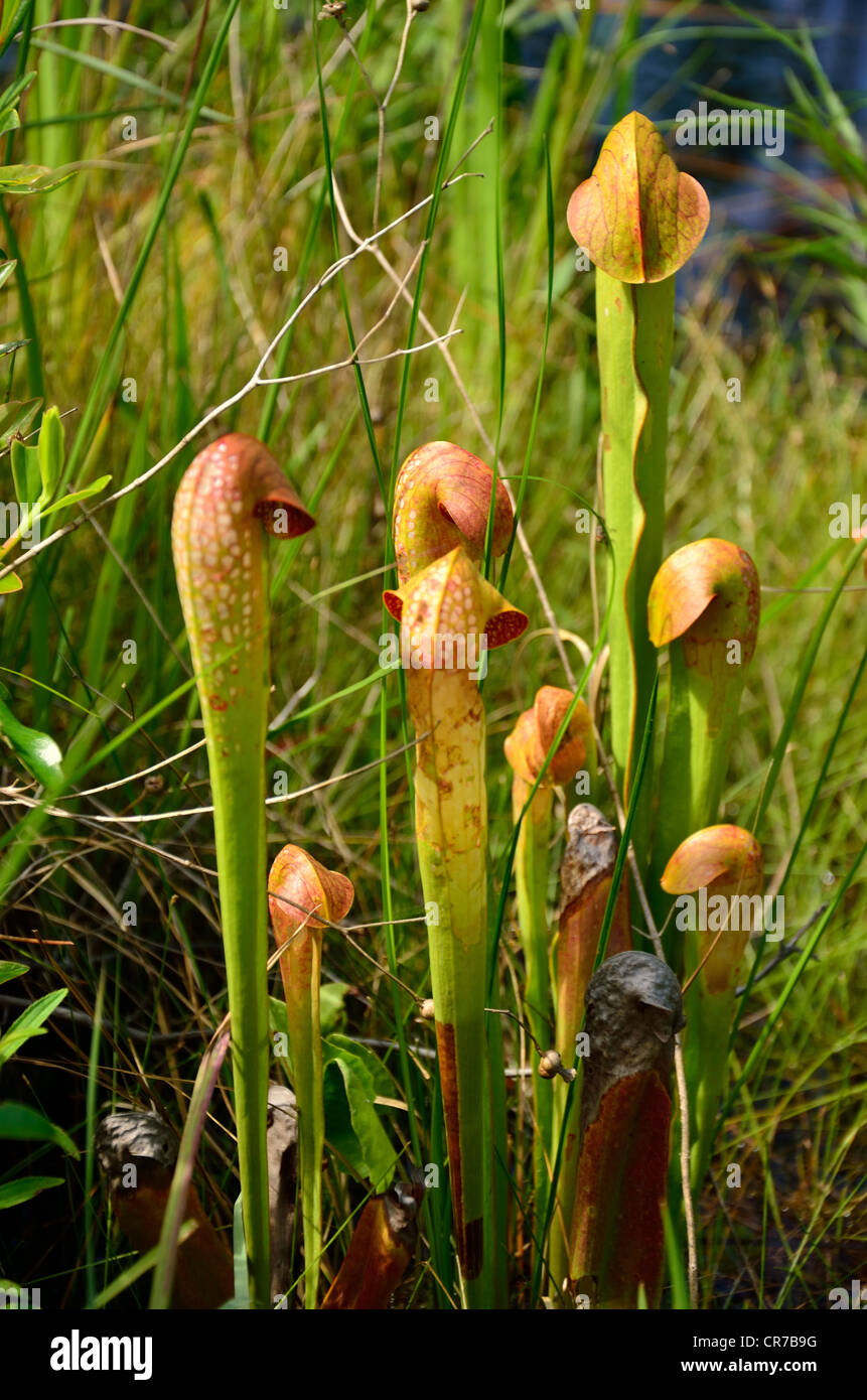 La brocca con cappuccio della pianta può essere trovato alla Okefenokee National Wildlife Refuge. Foto Stock