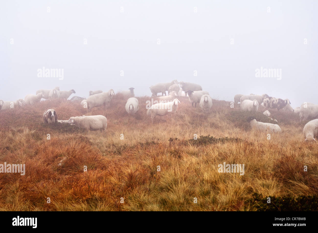 L'Austria, la Stiria, il gregge di pecore nella nebbia a Reiteralm Foto Stock