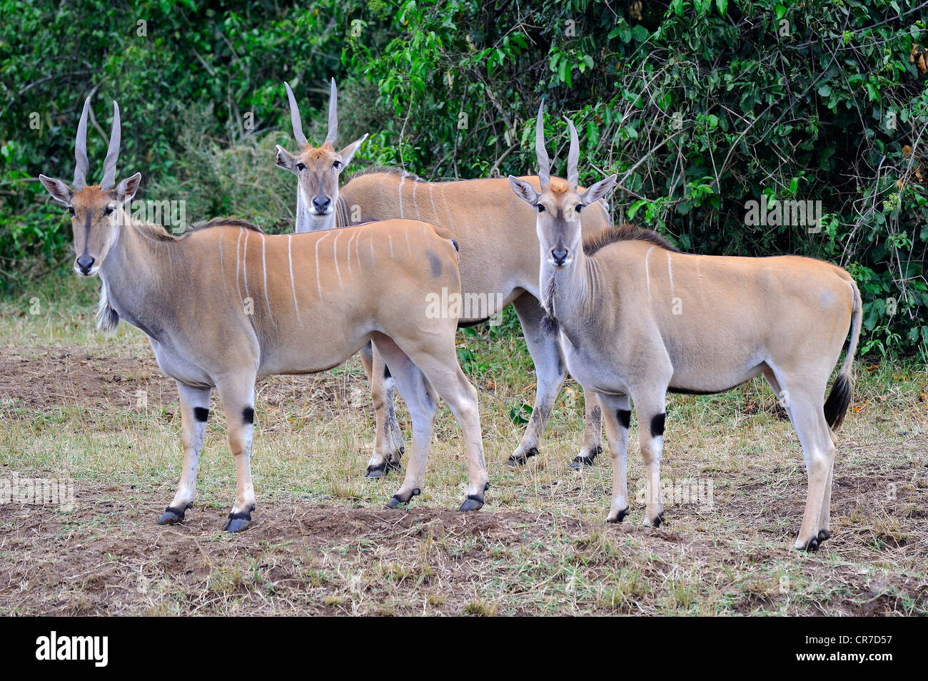 Elands comune o Eland di antilopi (Taurotragus oryx), il Masai Mara riserva nazionale, Kenya, Africa orientale, Africa Foto Stock