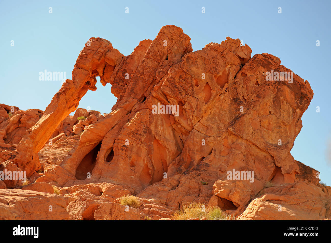 Elephant Rock nella luce della sera, la Valle del Fuoco, Nevada, STATI UNITI D'AMERICA Foto Stock