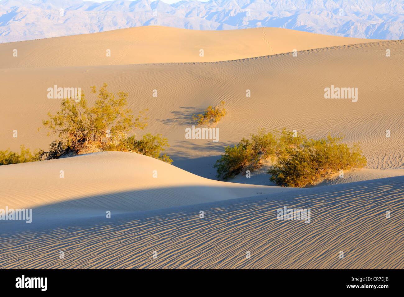 Mesquite Flat di dune e dune di sabbia nella luce del mattino, il Parco Nazionale della Valle della Morte, CALIFORNIA, STATI UNITI D'AMERICA Foto Stock