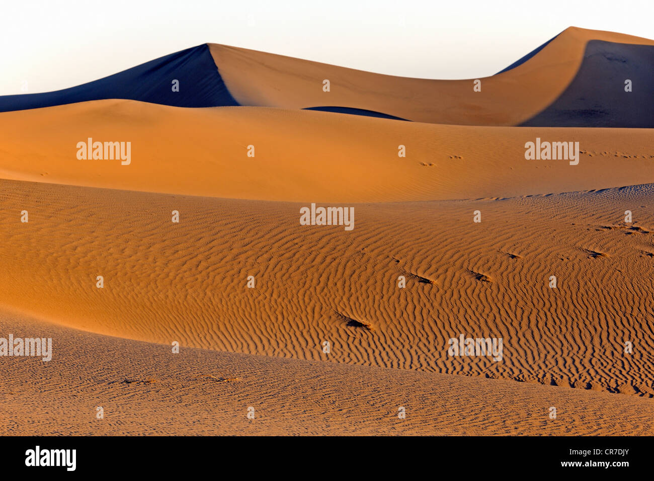 Mesquite Flat di dune e dune di sabbia nella luce del mattino, il Parco Nazionale della Valle della Morte, CALIFORNIA, STATI UNITI D'AMERICA Foto Stock