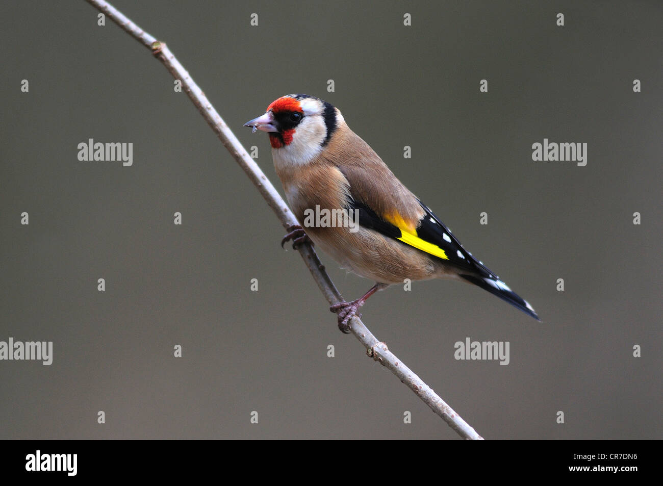 Un cardellino appollaiato su un ramoscello con uno sfondo semplice REGNO UNITO Foto Stock