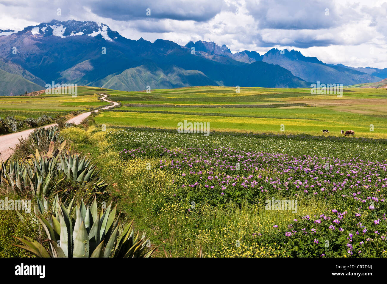 Il Perù, Provincia di Cuzco, Inca Sacred Valley, Ande paesaggio vicino a Moray Foto Stock
