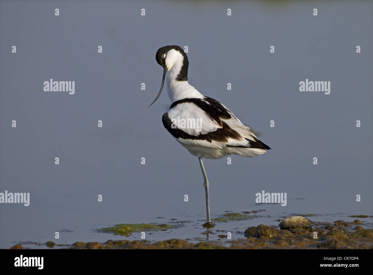 Avocetta Recurvirostra avocetta alimentando in laguna costiera Foto Stock