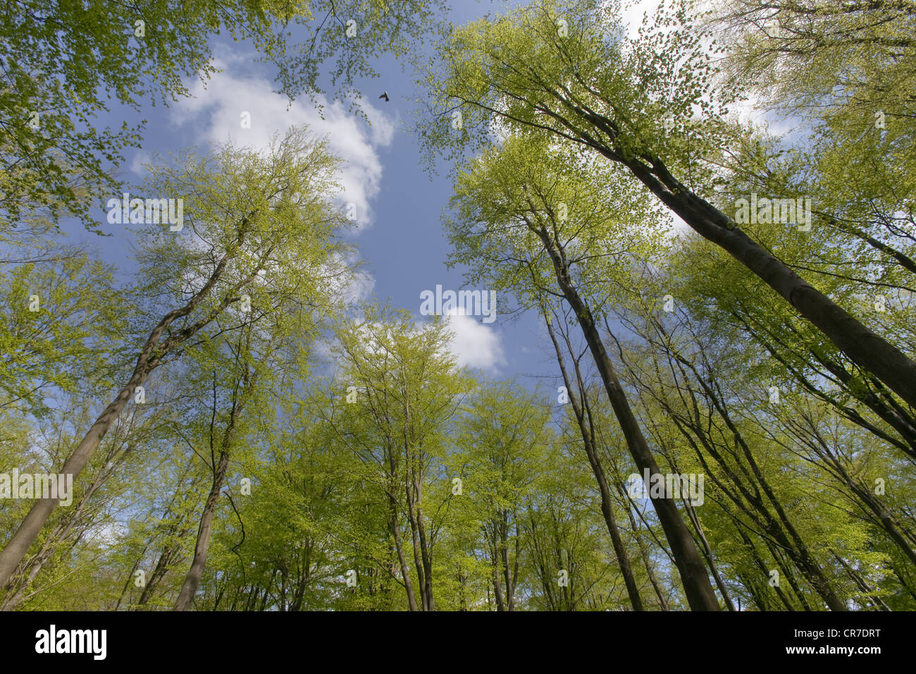 Vista verso l'alto di nuove foglie verdi che escono sui faggi Fagus sylvatica in un bosco primaverile Foto Stock