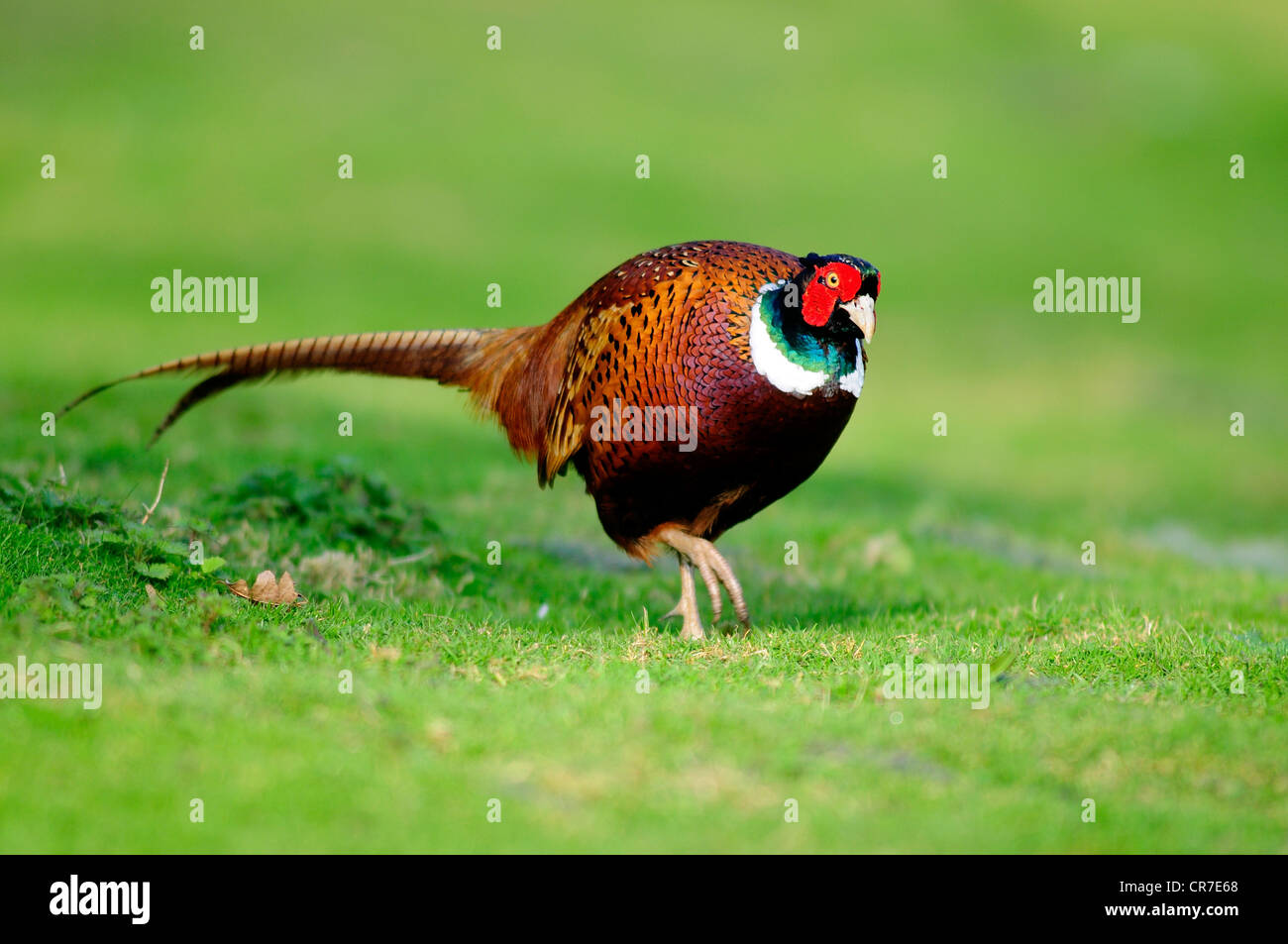 Fagiano Impettito Immagini E Fotos Stock Alamy