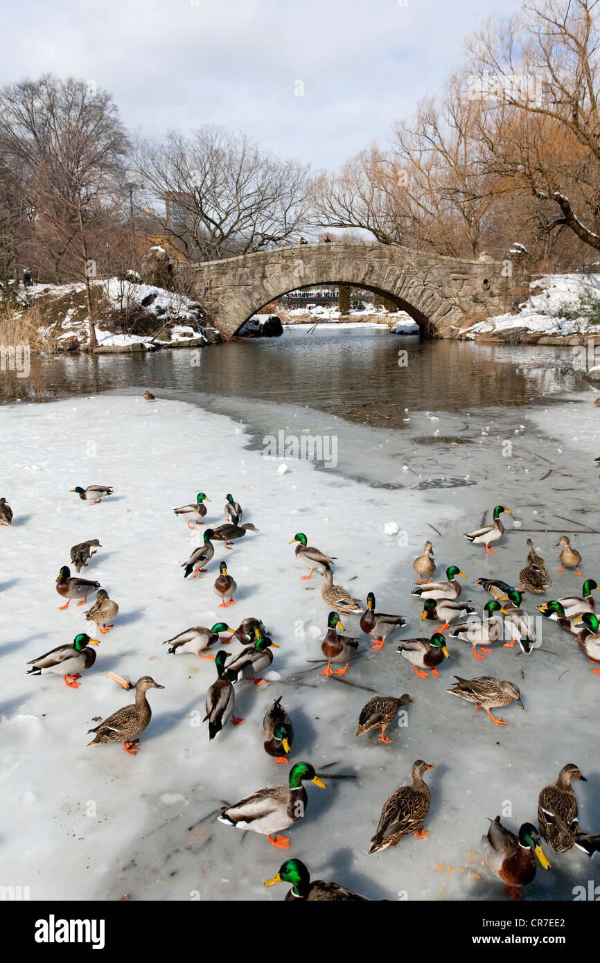 Stati Uniti, New York City, Manhattan Central Park in inverno sotto la neve, il laghetto, Gapstow Bridge, anatre su ghiaccio Foto Stock