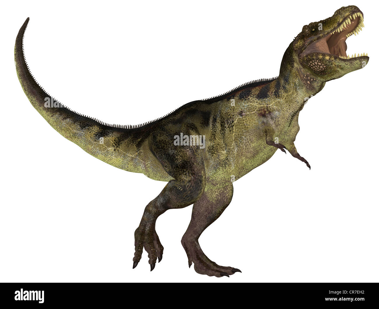 Illustrazione di un Tirannosauro (specie di dinosauro) isolato su sfondo bianco Foto Stock