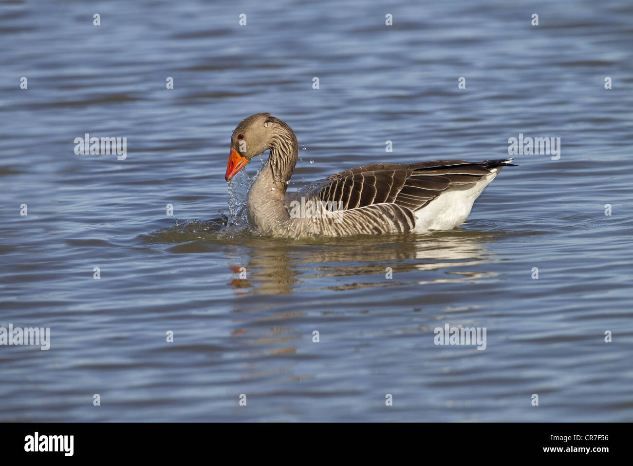 Oche Graylag Ansa ansa la balneazione Foto Stock