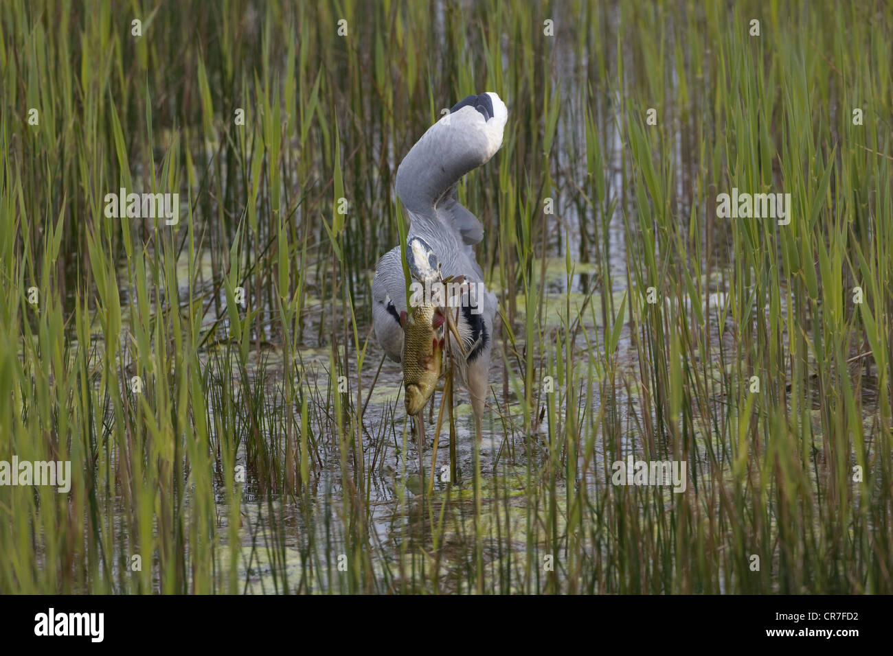 Airone grigio Ardea cinerea uccidendo e mangiando pesce d'acqua dolce Foto Stock