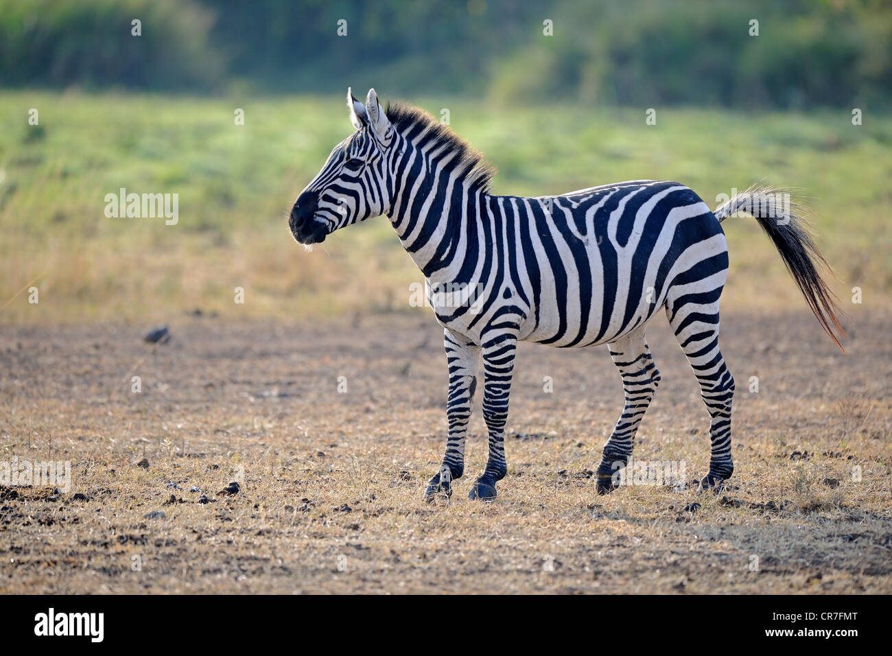 Le pianure zebra o comuni o zebra (Equus quagga), i capretti Masai Mara, Kenya, Africa orientale Foto Stock