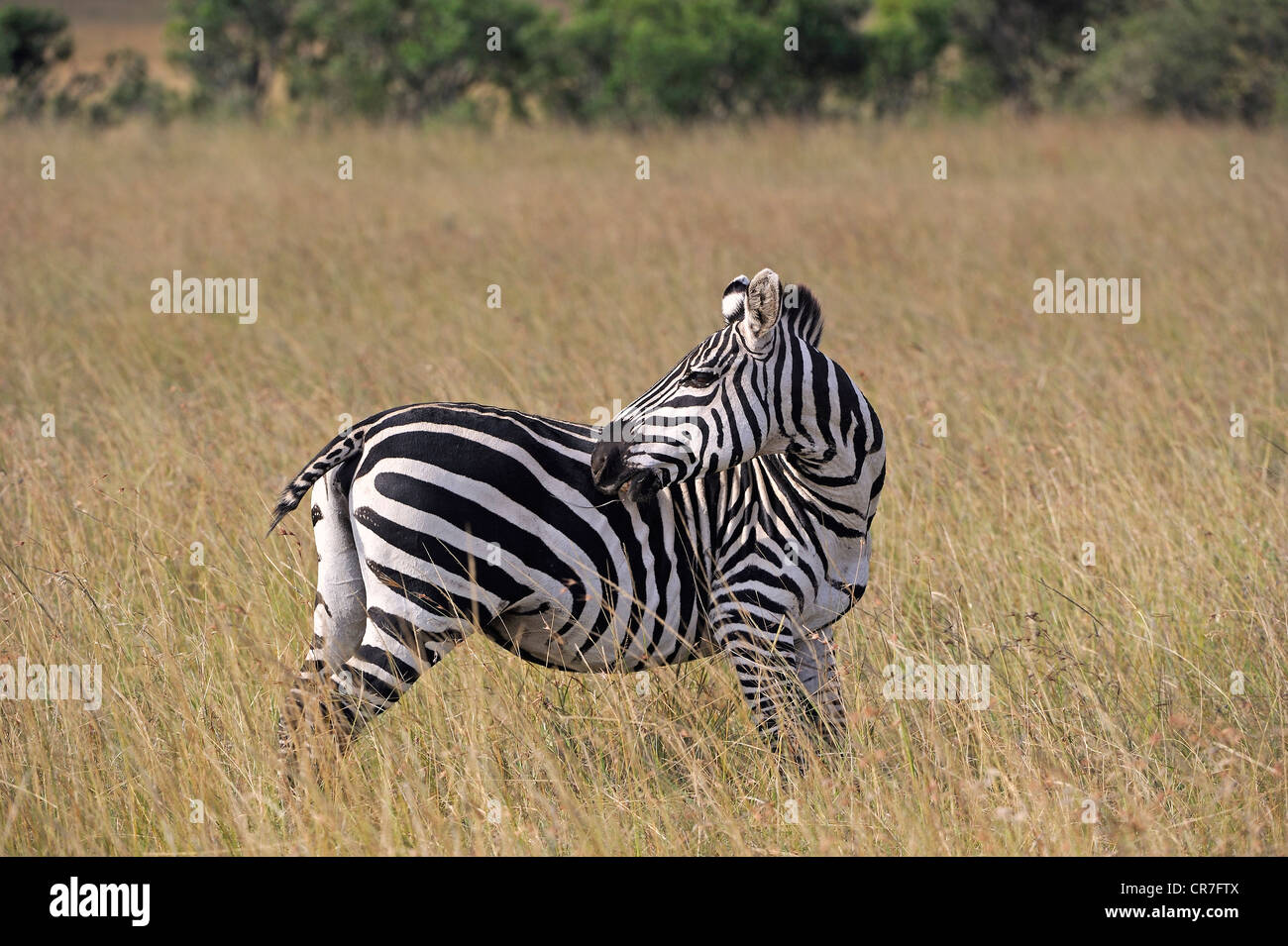 Grant's zebra (Equus quagga boehmi) nella luce della sera, il Masai Mara riserva nazionale, Kenya, Africa orientale, Africa Foto Stock
