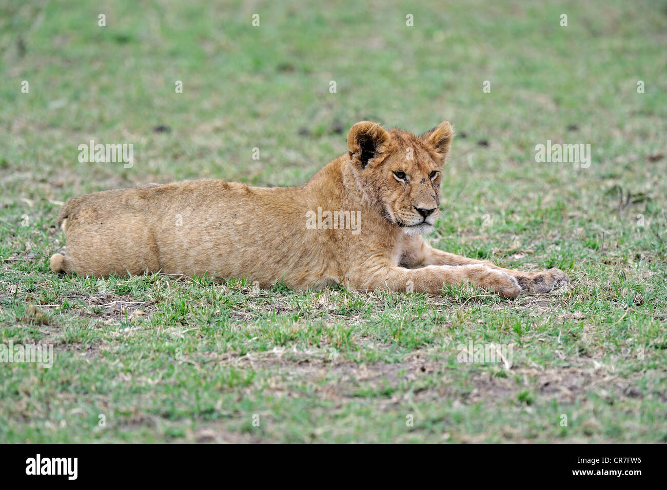 Giovani lion (Panthera leo), cub in appoggio dopo aver mangiato, il Masai Mara riserva nazionale, Kenya, Africa orientale, Africa Foto Stock