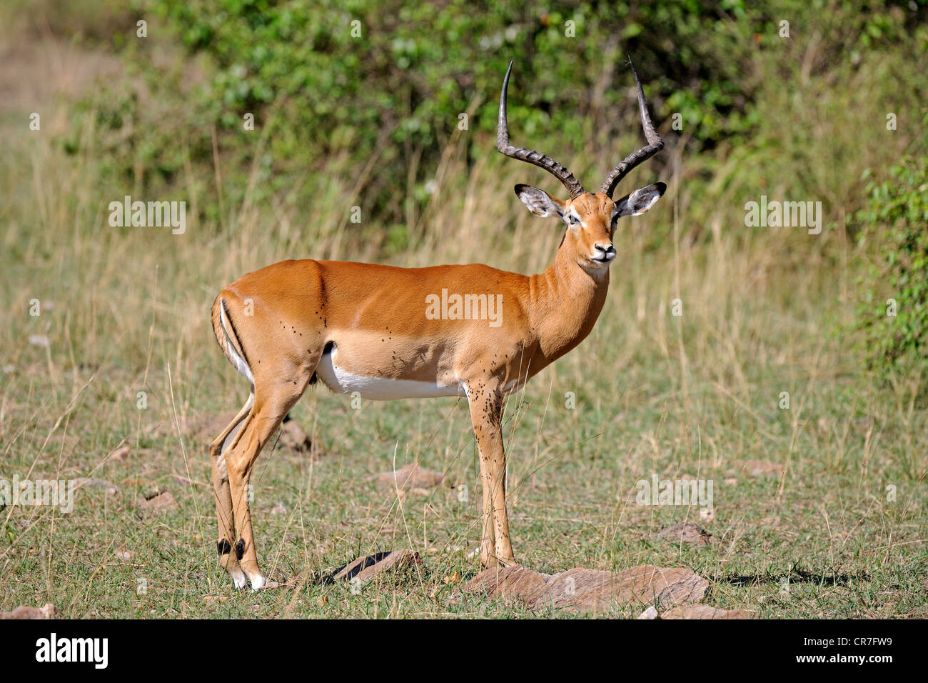 Impala (Aepyceros melampus), maschio nella luce della sera, il Masai Mara riserva nazionale, Kenya, Africa Foto Stock