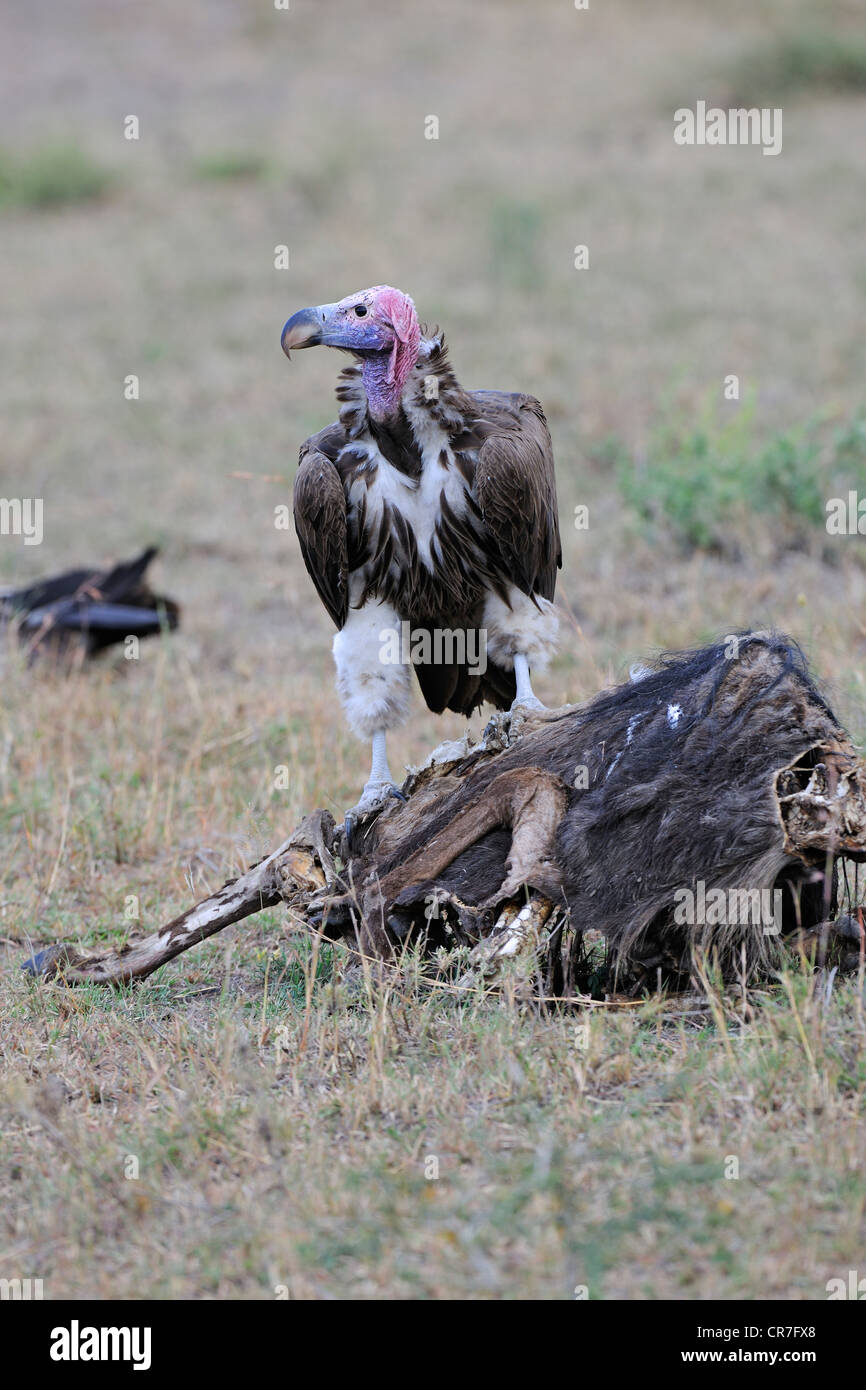 Falda-di fronte vulture (Torgos tracheliotos), alimentando sul blu morto GNU (Connochaetes taurinus), carrion Foto Stock