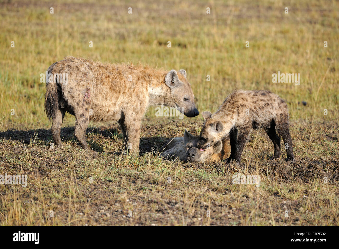 Spotted Hyena (Crocuta crocuta), la famiglia con i cuccioli nelle prime ore del mattino, il Masai Mara, Kenya, Africa Foto Stock