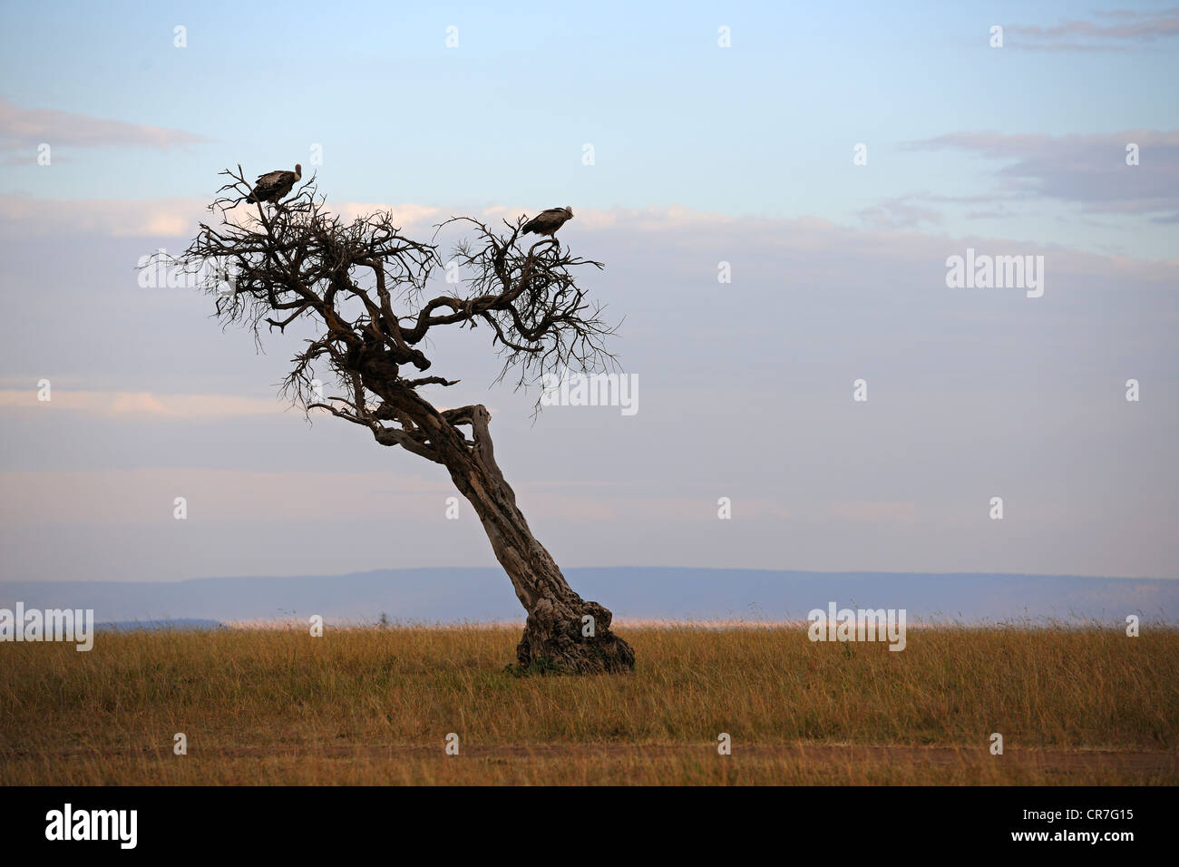 Gli avvoltoi seduti su un albero morto nella prima luce del mattino, il Masai Mara riserva nazionale, Kenya, Africa Foto Stock
