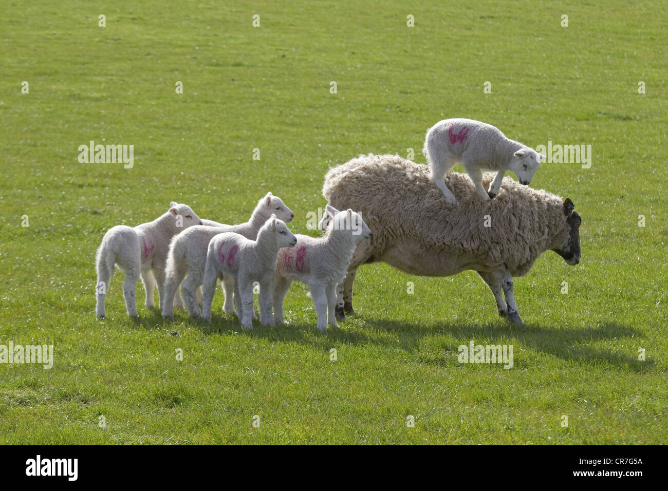 La molla agnelli giocando con pecora in Prato Foto Stock