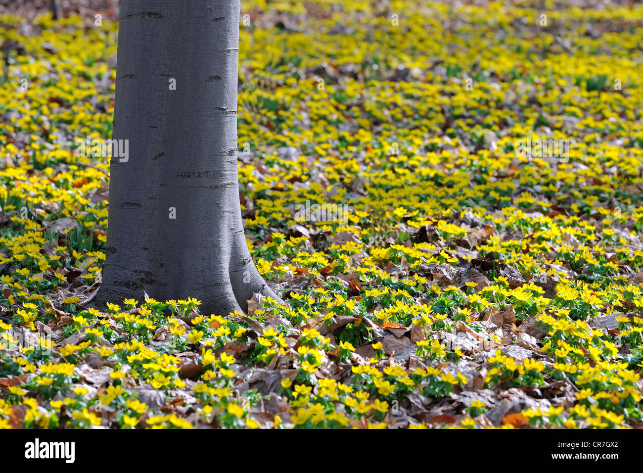 Il tronco di un faggio (Fagus) albero in mezzo di legno giallo anemoni (Anemone ranunculoides) al mattino Foto Stock