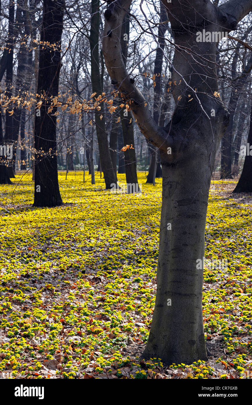 Il faggio (Fagus) alberi nel mezzo di legno giallo anemoni (Anemone ranunculoides) al mattino Foto Stock